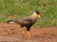 055-Pantanal-Caracara &ndash; &copy; Dirk Schlosser (Eberhardt TRAVEL)