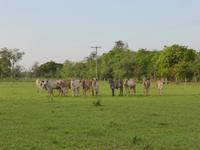 056-Pantanal &ndash; &copy; Dirk Schlosser (Eberhardt TRAVEL)