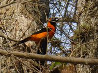 060-Pantanal &ndash; &copy; Dirk Schlosser (Eberhardt TRAVEL)