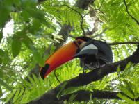 062-Pantanal-Tukan