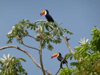 064-Pantanal-Tukane &ndash; &copy; Dirk Schlosser (Eberhardt TRAVEL)