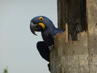 066-Pantanal-Hyazinth-Ara &ndash; &copy; Dirk Schlosser (Eberhardt TRAVEL)