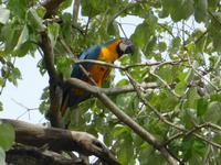 072-Pantanal_Blau-gelber_Ara &ndash; &copy; Dirk Schlosser (Eberhardt TRAVEL)