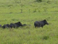 077-Fotosafari_Wildschweine &ndash; &copy; Dirk Schlosser (Eberhardt TRAVEL)