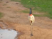 078-Fotosafari_Jabiru_Storch &ndash; &copy; Dirk Schlosser (Eberhardt TRAVEL)
