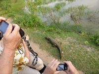081-Fotosafari_Kaiman &ndash; &copy; Dirk Schlosser (Eberhardt TRAVEL)