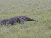 083-Fotosafari_Großer_Ameisenbaer
