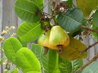 108-Farm_Familie_Alvaro-Cashew-Baum &ndash; &copy; Dirk Schlosser (Eberhardt TRAVEL)