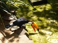196-Parque_das_Aves-Tukan &ndash; &copy; Dirk Schlosser (Eberhardt TRAVEL)
