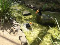 197-Parque_das_Aves-Tukane &ndash; &copy; Dirk Schlosser (Eberhardt TRAVEL)