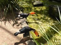 200-Parque_das_Aves-Tukane &ndash; &copy; Dirk Schlosser (Eberhardt TRAVEL)