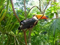 201-Parque_das_Aves-Tukan &ndash; &copy; Dirk Schlosser (Eberhardt TRAVEL)