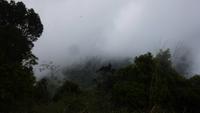 Tijuca Wald &ndash; &copy; Anne-Maria Friedrich (Eberhardt TRAVEL)