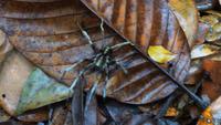 Spinne &ndash; &copy; Anne-Maria Friedrich (Eberhardt TRAVEL)