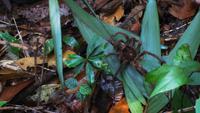 Spinne &ndash; &copy; Anne-Maria Friedrich (Eberhardt TRAVEL)
