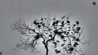 die Geier sitzen geduldig im Baum &ndash; &copy; Anne-Maria Friedrich (Eberhardt TRAVEL)
