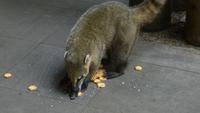 Nasenbär &ndash; &copy; Anne-Maria Friedrich (Eberhardt TRAVEL)