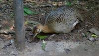 Vogelpark Iguazu &ndash; &copy; Anne-Maria Friedrich (Eberhardt TRAVEL)