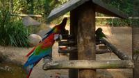 Vogelpark Iguazu &ndash; &copy; Anne-Maria Friedrich (Eberhardt TRAVEL)
