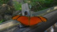 wunderschöne Schmetterlinge &ndash; &copy; Anne-Maria Friedrich (Eberhardt TRAVEL)
