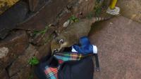 Nasenbär &ndash; &copy; Anne-Maria Friedrich (Eberhardt TRAVEL)