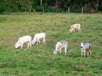 52 Von Campo Grande zur Pousada Aguape (9) &ndash; &copy; Anett Scheffler (Eberhardt TRAVEL)