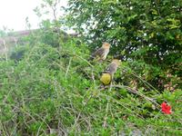 60 Pantanal Pousada Aguape (7) &ndash; &copy; Anett Scheffler (Eberhardt TRAVEL)