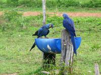 60 Pantanal Pousada Aguape (15) &ndash; &copy; Anett Scheffler (Eberhardt TRAVEL)