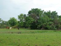 60 Pantanal Pousada Aguape (38) &ndash; &copy; Anett Scheffler (Eberhardt TRAVEL)
