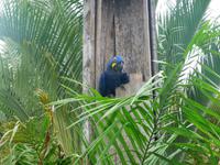60 Pantanal Pousada Aguape (69) &ndash; &copy; Anett Scheffler (Eberhardt TRAVEL)