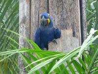 60 Pantanal Pousada Aguape (71) &ndash; &copy; Anett Scheffler (Eberhardt TRAVEL)
