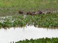 60 Pantanal Pousada Aguape (92) &ndash; &copy; Anett Scheffler (Eberhardt TRAVEL)
