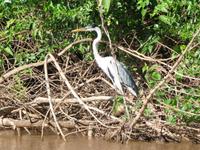 70 Pantanal Pousada Aguape (24) &ndash; &copy; Anett Scheffler (Eberhardt TRAVEL)