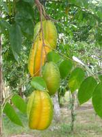 90 Auf dem Amazonas (34) &ndash; &copy; Anett Scheffler (Eberhardt TRAVEL)
