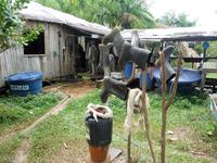 90 Auf dem Amazonas (39) &ndash; &copy; Anett Scheffler (Eberhardt TRAVEL)