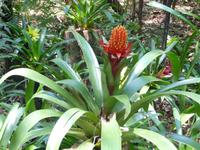 106 Parque das Aves Iguazu (5) &ndash; &copy; Anett Scheffler (Eberhardt TRAVEL)