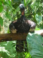 106 Parque das Aves Iguazu (6) &ndash; &copy; Anett Scheffler (Eberhardt TRAVEL)