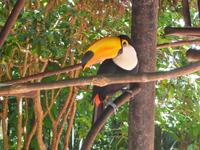 106 Parque das Aves Iguazu (8) &ndash; &copy; Anett Scheffler (Eberhardt TRAVEL)