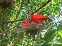 106 Parque das Aves Iguazu (10) &ndash; &copy; Anett Scheffler (Eberhardt TRAVEL)