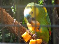 106 Parque das Aves Iguazu (13) &ndash; &copy; Anett Scheffler (Eberhardt TRAVEL)