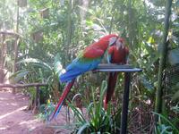 106 Parque das Aves Iguazu (15) &ndash; &copy; Anett Scheffler (Eberhardt TRAVEL)
