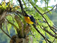 Nationalpark Iguazú (53)