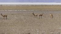 Vicuñas am Salzsee Salinas Grandes