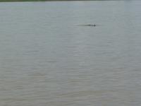 093 Amazonas - Delfine &ndash; &copy; Jens Petzoldt (Eberhardt TRAVEL)