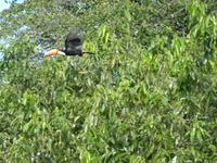 156 Pantanal - Tucan &ndash; &copy; Jens Petzoldt (Eberhardt TRAVEL)