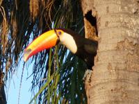 160 Pantanal - Tucan &ndash; &copy; Jens Petzoldt (Eberhardt TRAVEL)