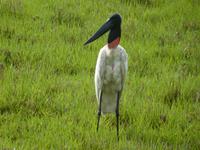 174 Pantanal - Jabiru Storch &ndash; &copy; Jens Petzoldt (Eberhardt TRAVEL)