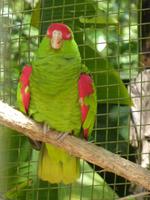 221 Iguazu - Vogelpark Parque das Aves &ndash; &copy; Jens Petzoldt (Eberhardt TRAVEL)