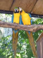 222 Iguazu - Vogelpark Parque das Aves &ndash; &copy; Jens Petzoldt (Eberhardt TRAVEL)