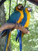 224 Iguazu - Vogelpark Parque das Aves &ndash; &copy; Jens Petzoldt (Eberhardt TRAVEL)